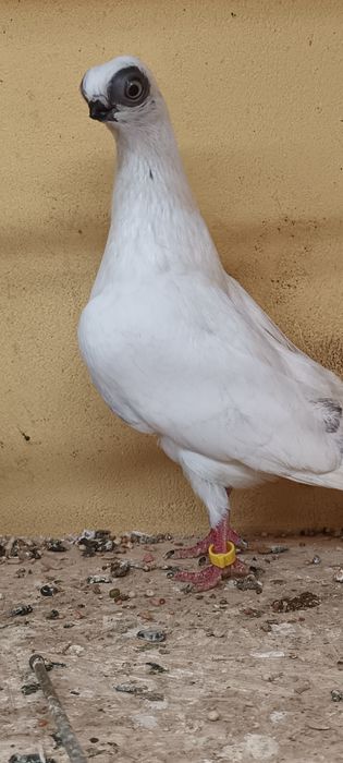 Samniec szek z 25 na białym ogonie.