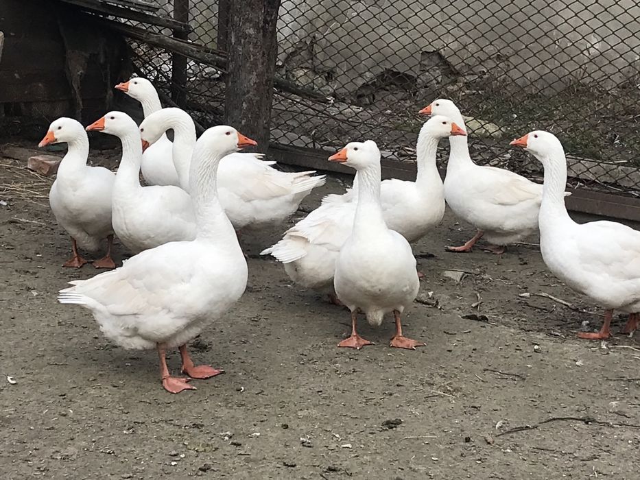 Інкубаційне яйце гусей породи Мамут