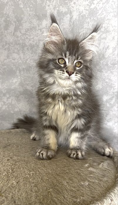 Хлопчик мейн-кун блакитний мармур на сріблі