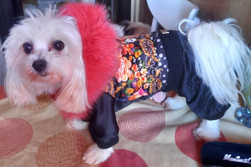 Комбезики,   для собачек и шапочка