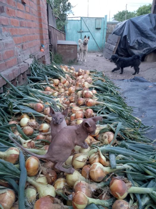 Кошенята породи сфінкс