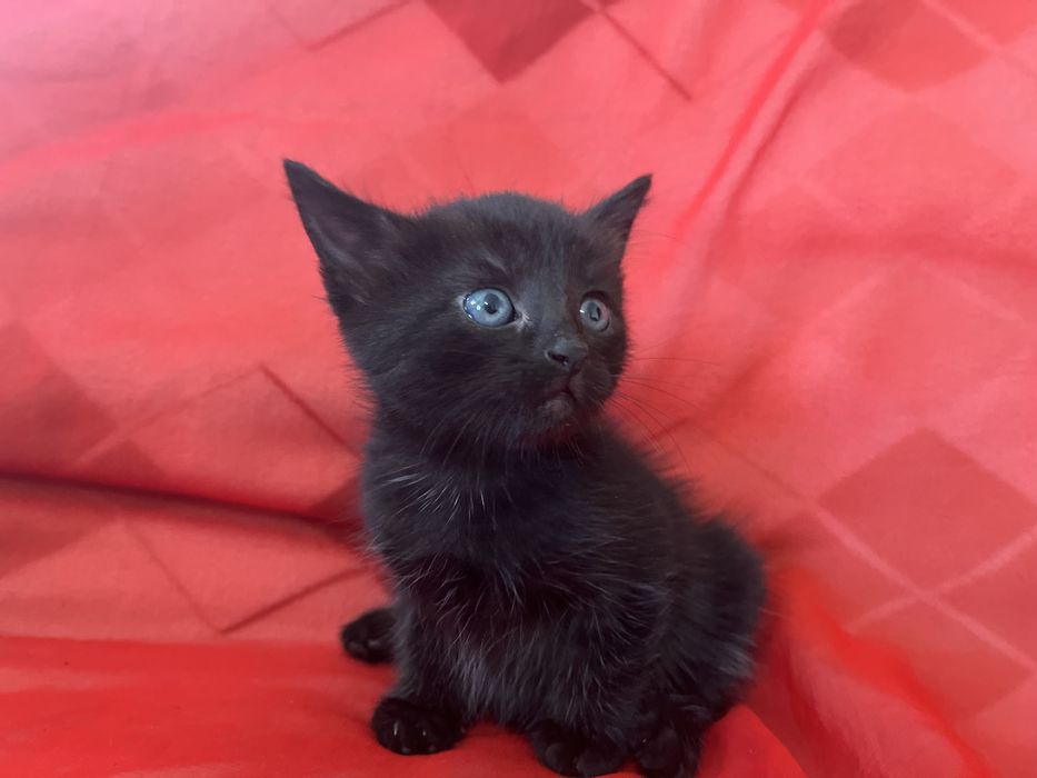 Маленький котенок мальчик в добрые руки