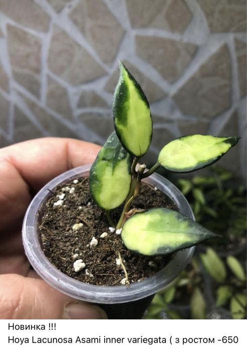 Hoya, Хойя , продаж