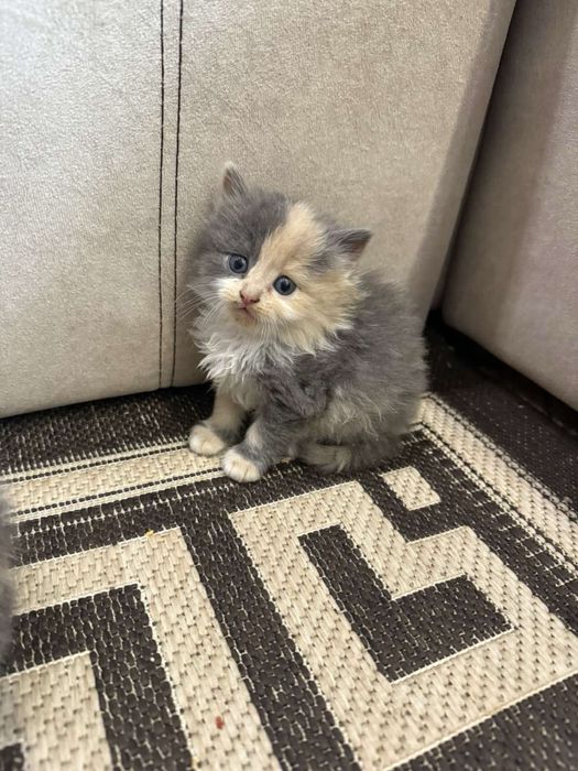 Шотландські весловухі кошенята
