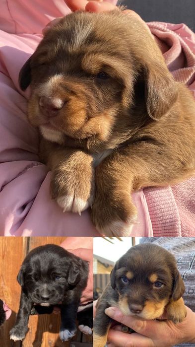 Цуценята кокер спаніель (метис)