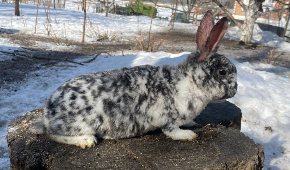 Кролики Рекс в окрасі гепард