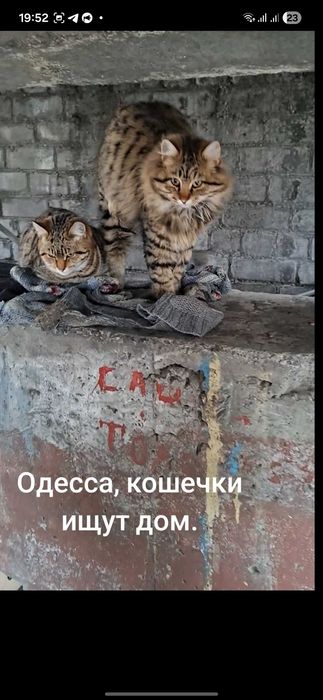 Кішечки шукають дім
