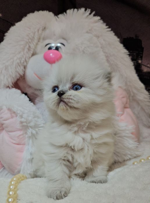 Продам Шотландских кошенят. Висловухі