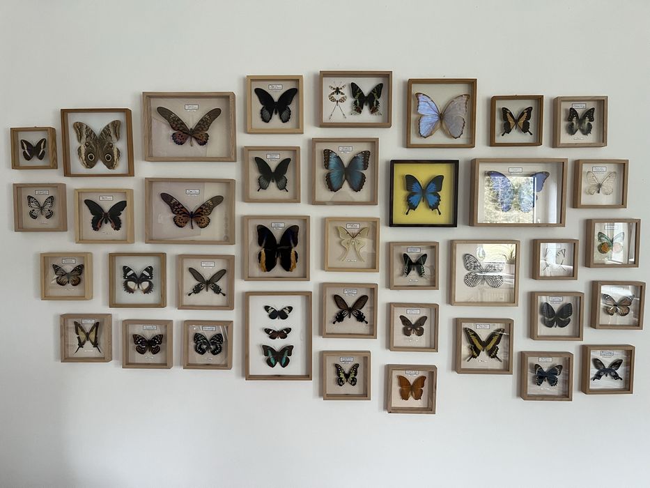 Motyle ,chrząszcze ,pająki itp