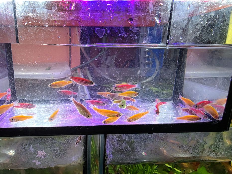 Danio pręgowane mix