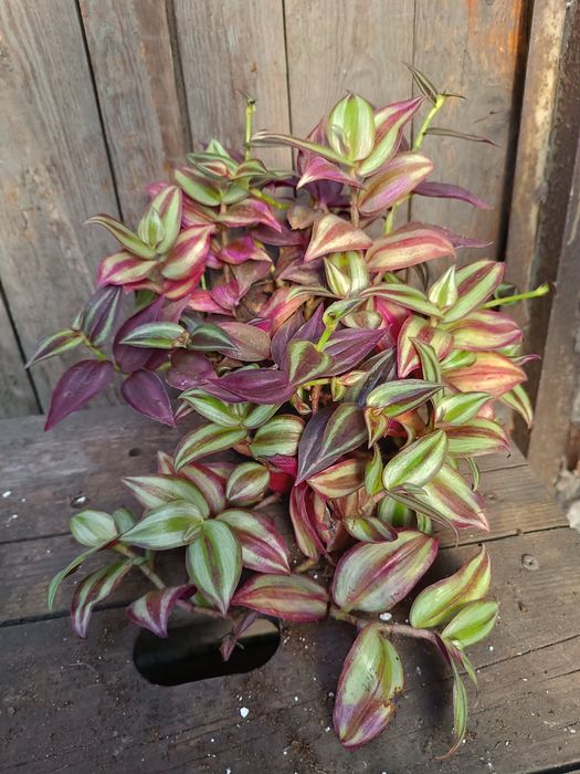 Trzykrotka mix  zebrina silver plus/burgundy