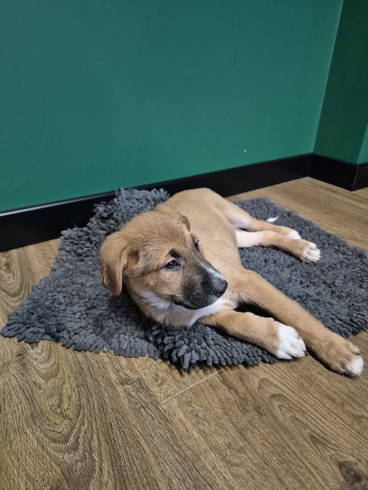 Szczeniaki do adopcji