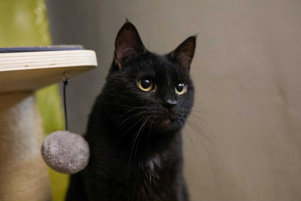 Lukrecja nie słyszy - czy dlatego nikt jej nie chce ? :(