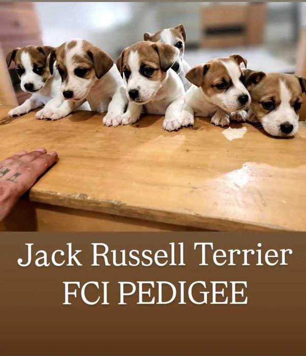 Jack Russell Terrier FCI szczeniaki