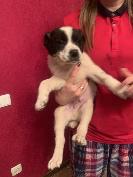 Продам цуценят Алабая