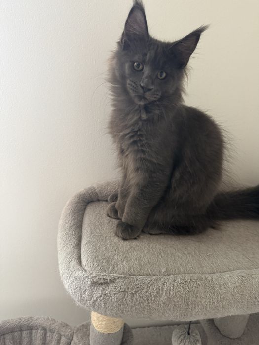 Gatinha Maine Coon