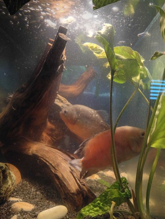 Piranie pacu/natterera