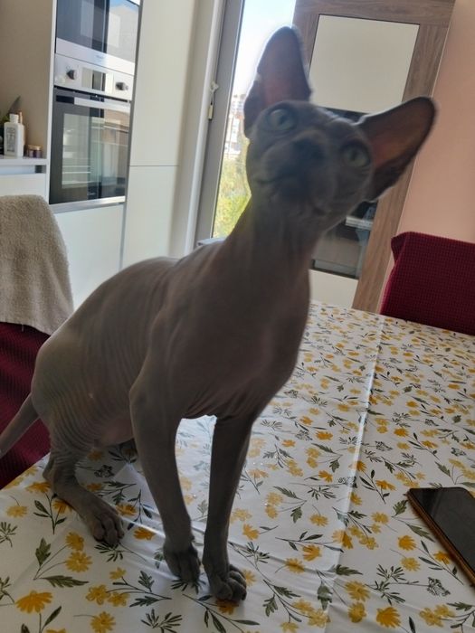 Gatos Sphynx para Venda – Elegância e Personalidade Única!