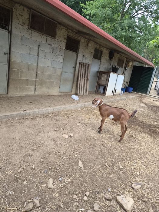 Vende-se cabrito anglo nubiano muito boa genética