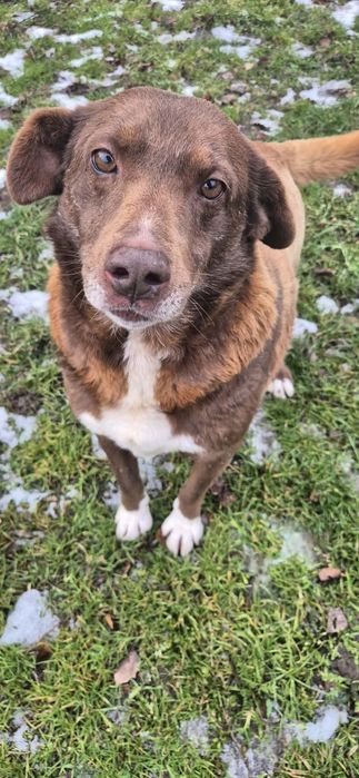 Wspaniały przyjaciel do adopcji