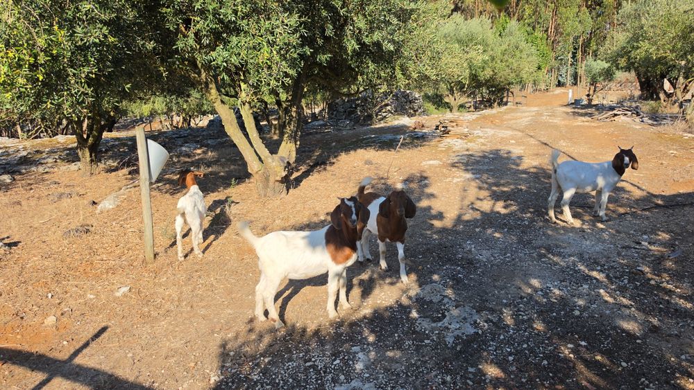 Cabras boer lindas