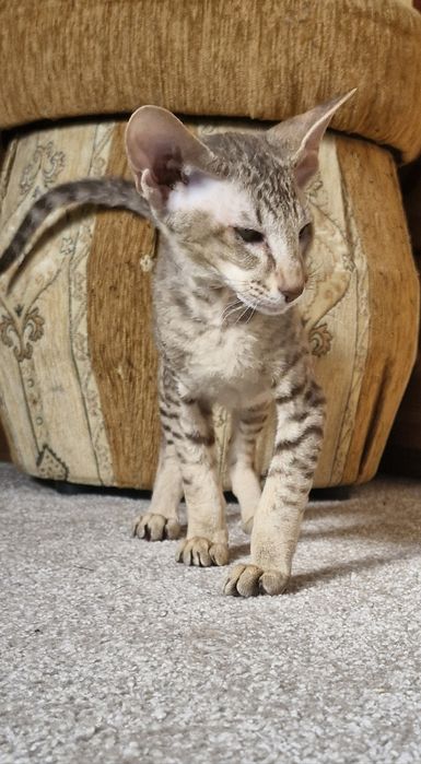 Kocięta Peterbald orientalny