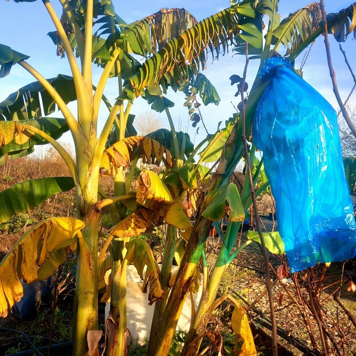 Bananeiras, da Madeira, Red Dacca, Blue Java