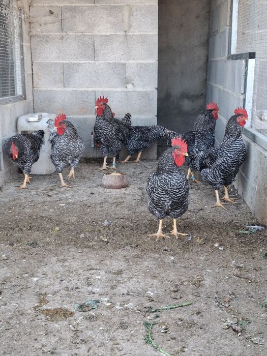 Galos pedrês portuguesa