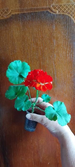 Пеларгония цветет большими яркими  шарами