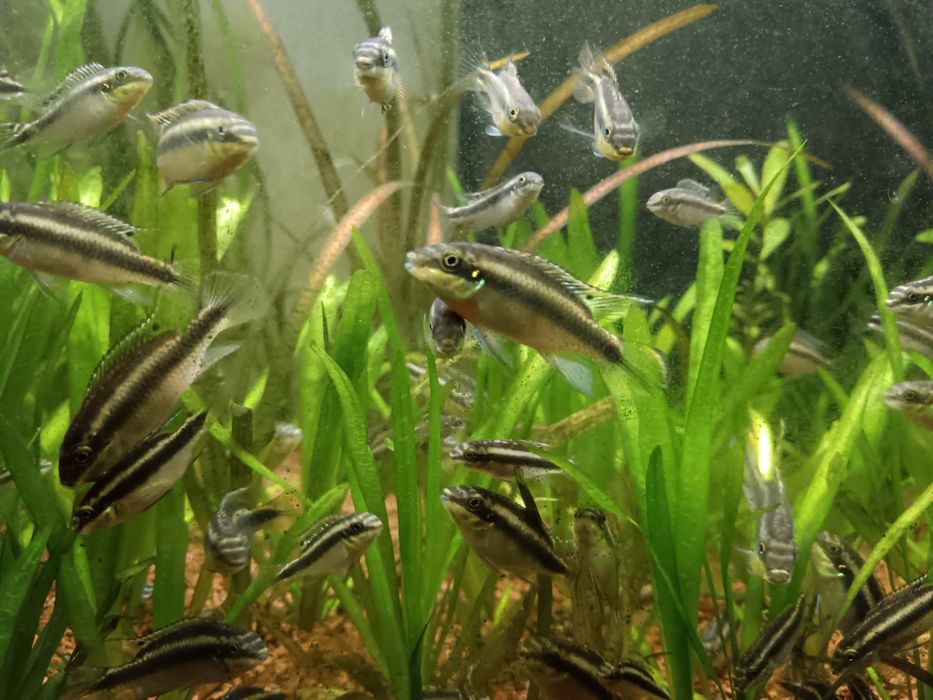 Kribensis (Pelvicachromis pulcher)