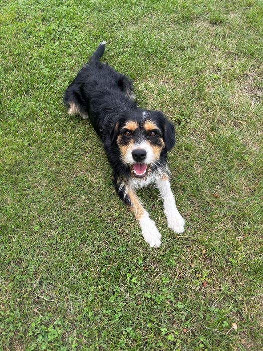 Oddam pieski do adopcji