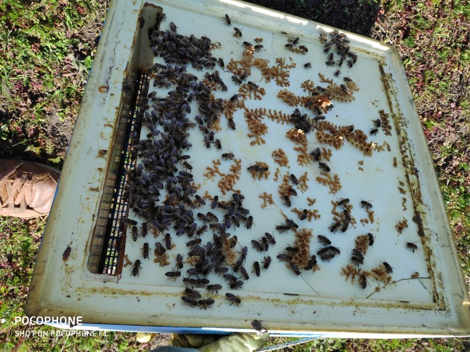 Odkłady pszczele/rodziny