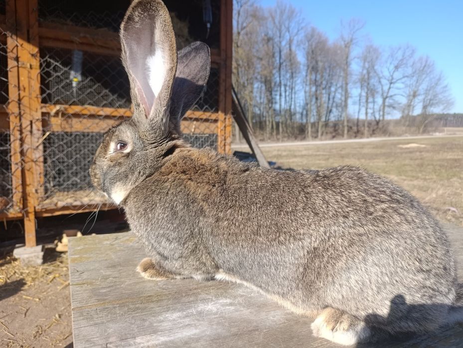 Belgijski olbrzym samiec BOS