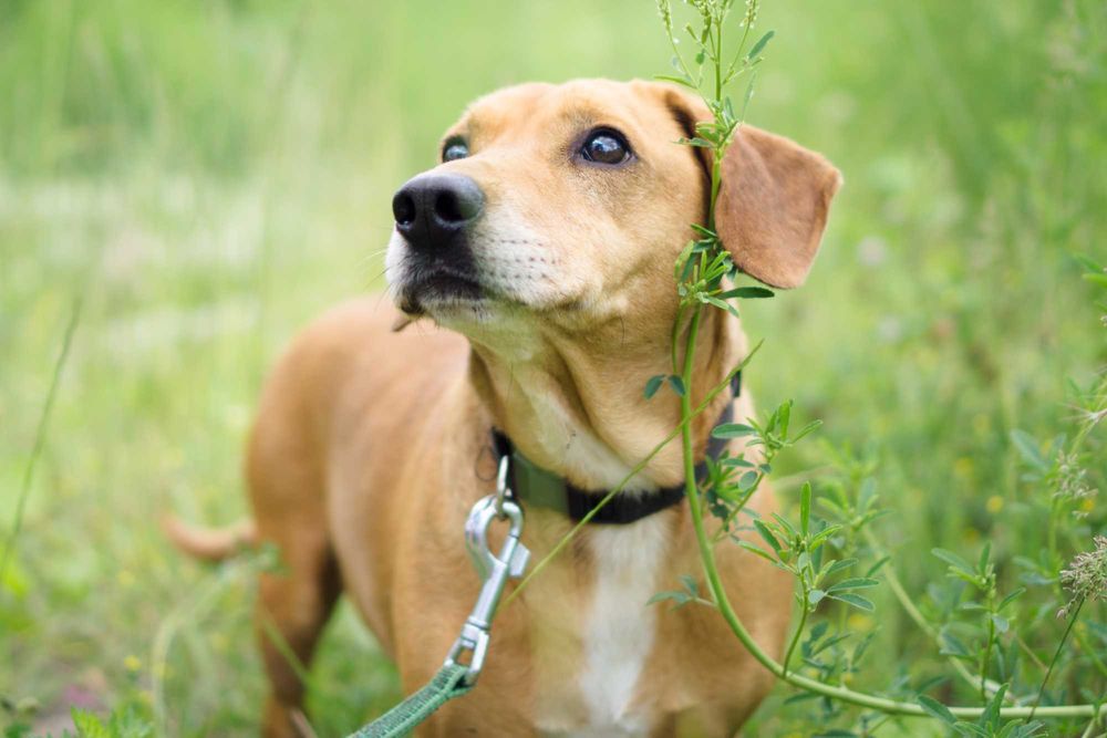 6 letni Frobi szuka domu!