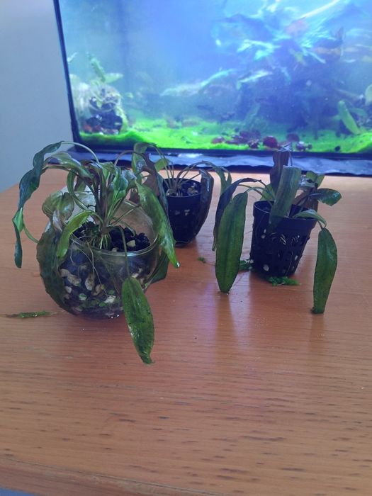 Sprzedaję rośliny akwariowe.