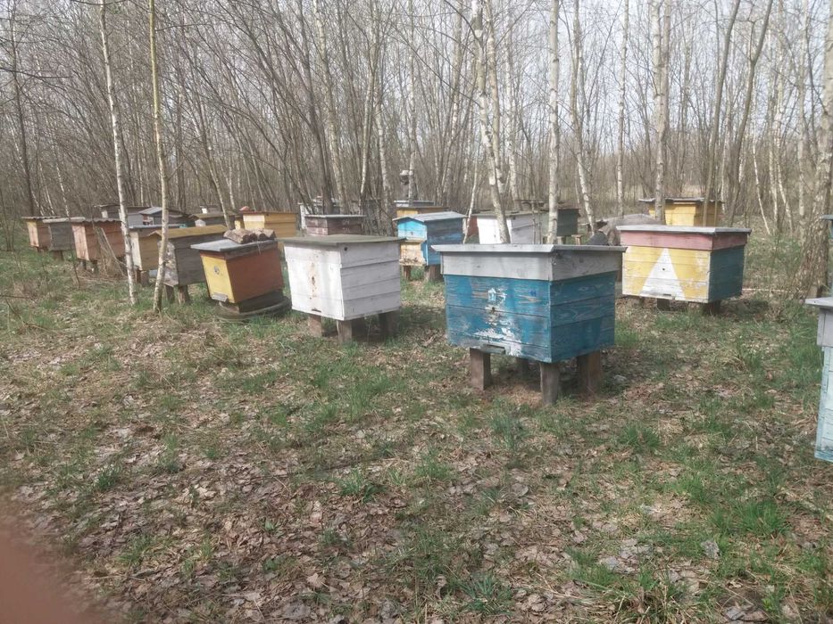 Продам пасіку  25 вуликів