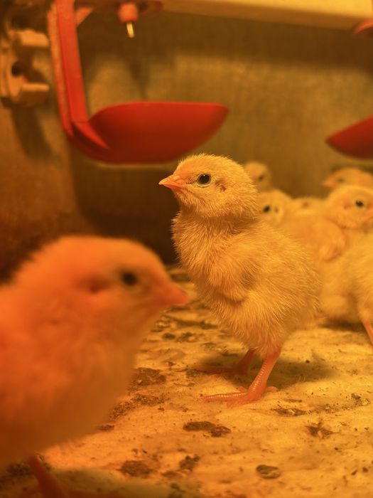 Добові перепели Техасці (білий бройлер). Доставка по області