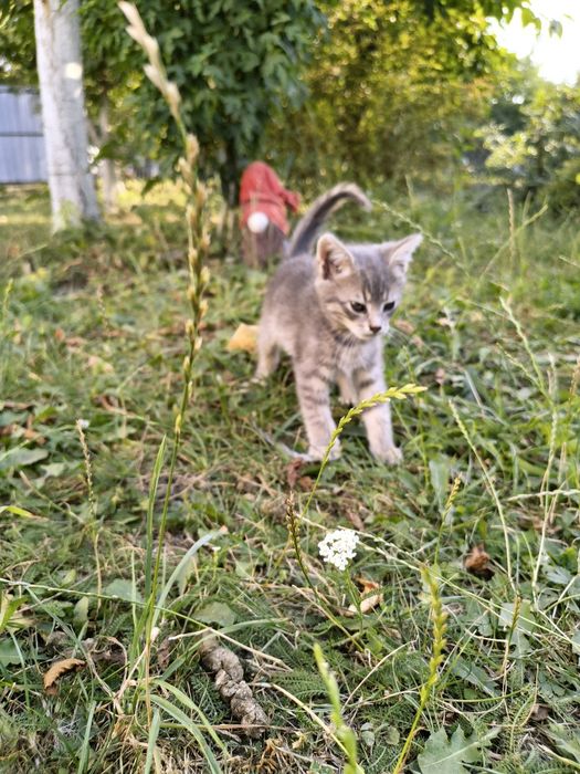 2 котика і 1 киця