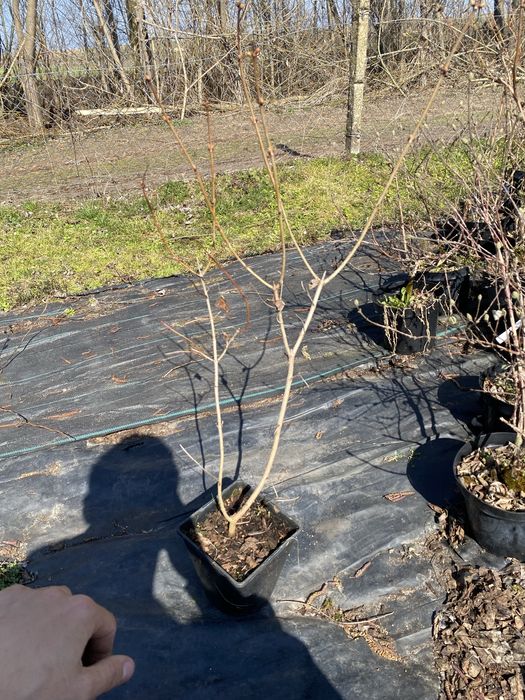 Калина махрова.  Бульденеж