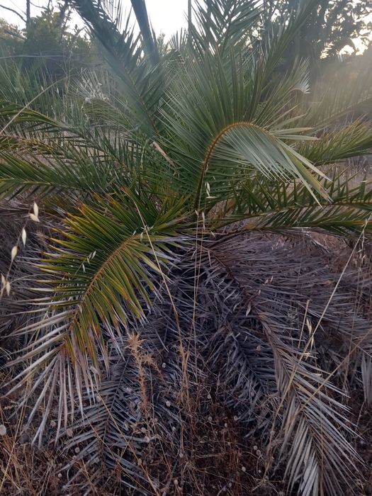 Palmeiras para venda