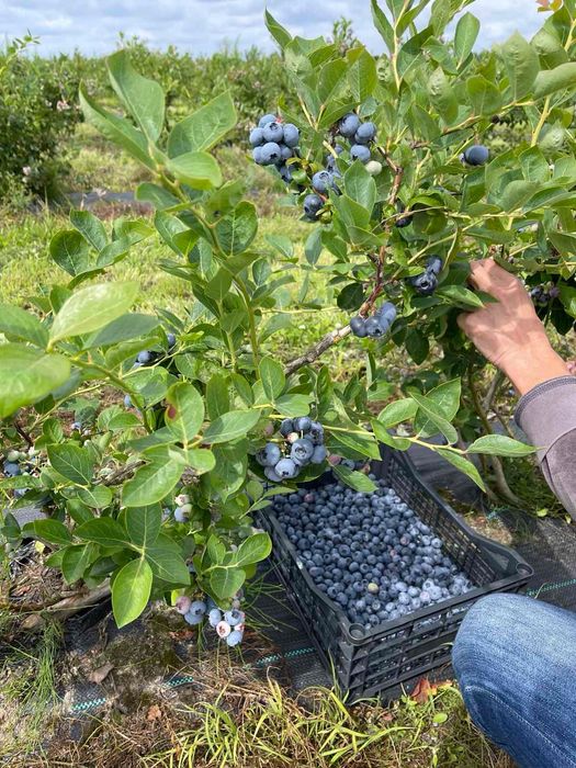 Gospodarstwo rolne 50ha