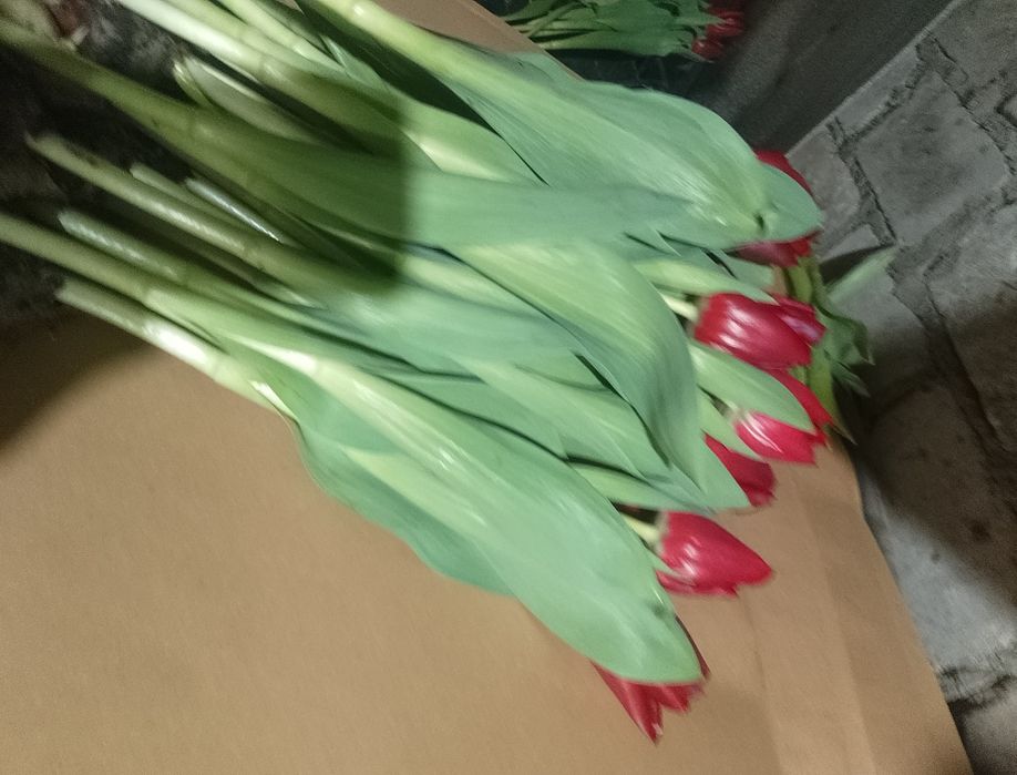 Продам тюльпани оптом  на 14 лютого та 8 березня