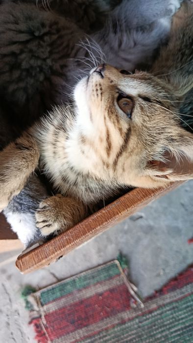 Кошечка . 2 месяца.