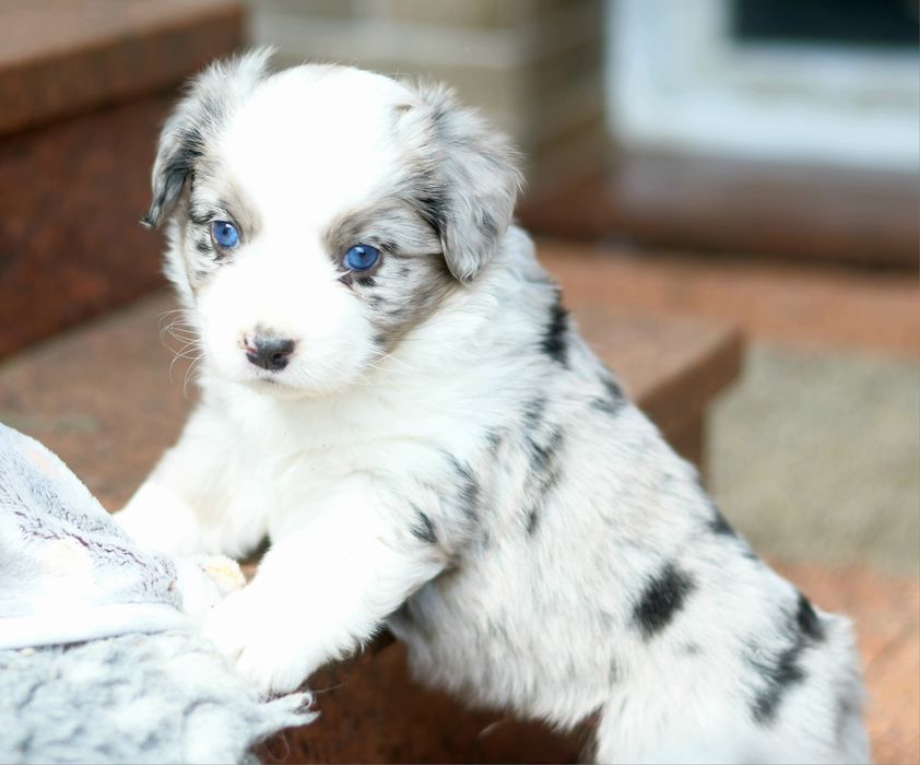 Amerykański Owczarek Miniaturowy FCI blue merle