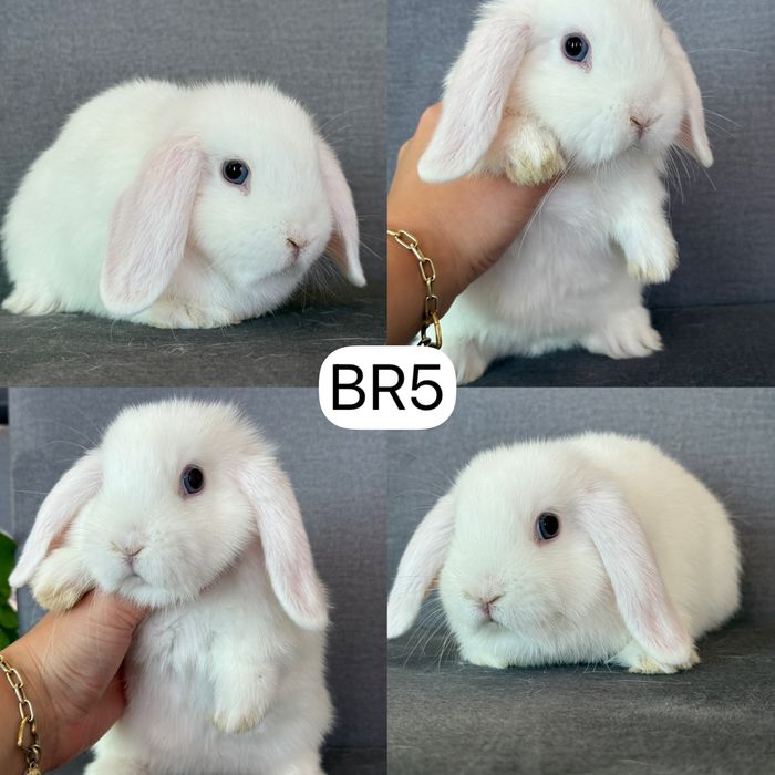 Królik Baranek Miniaturka MINI LOP
