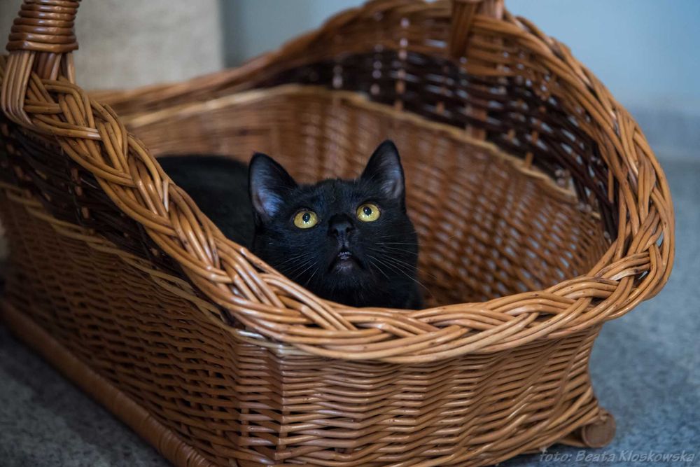 BOLERO - czarna koteczka szuka domu