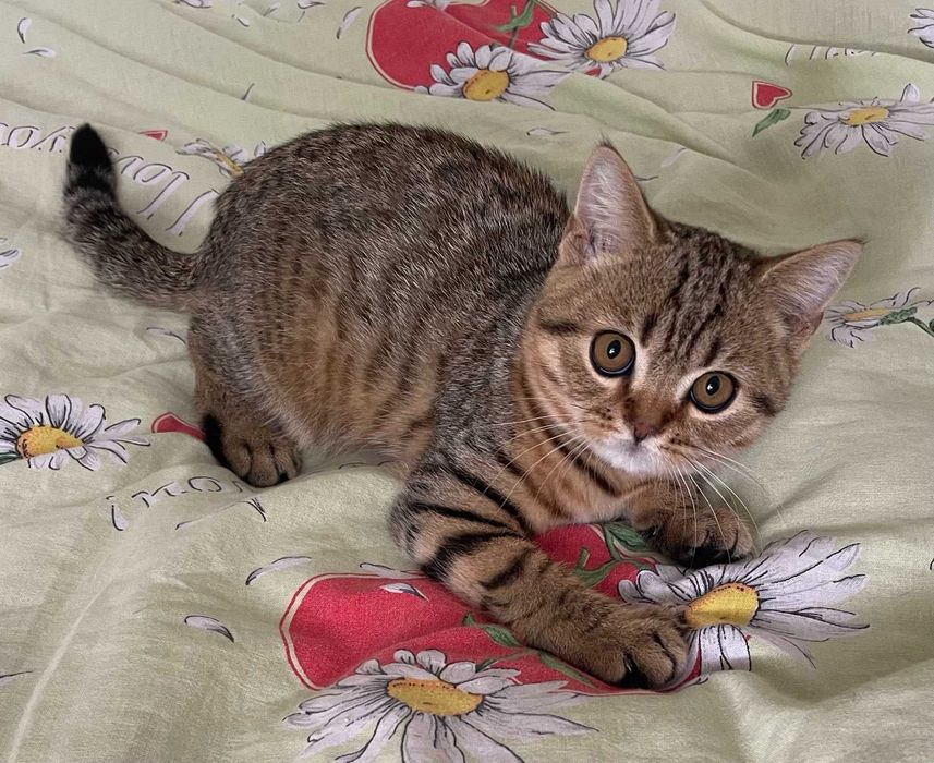 Шотландські кошенята