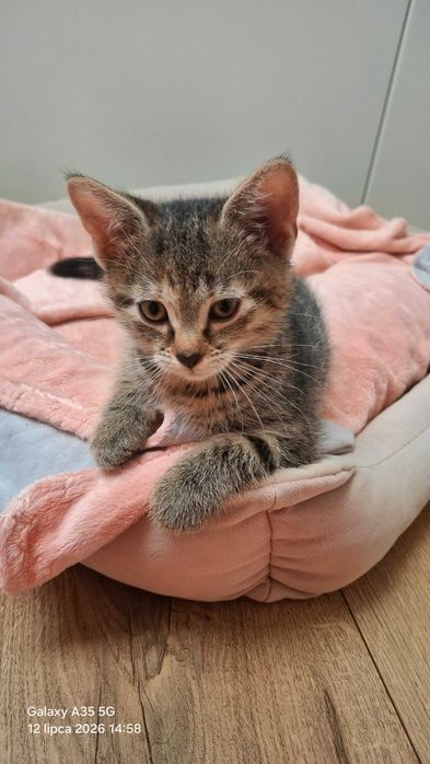 Mrusia 8tyg kociczka do.adopcji