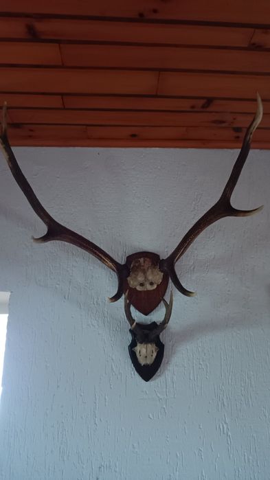 Poroża jeleni           .