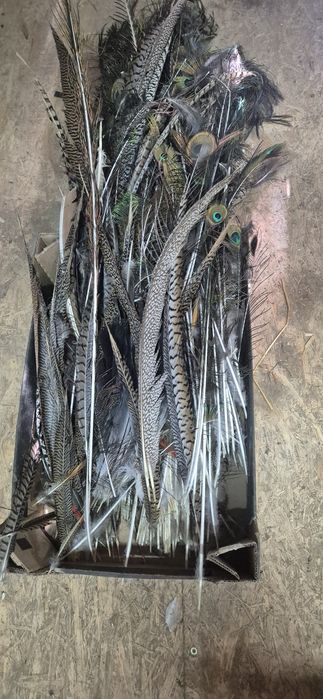 Sprzedam piora różnych ptaków